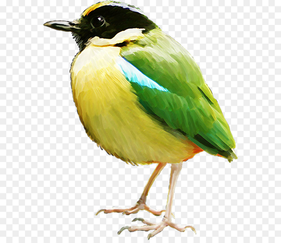 Burung，Dikemas Postscript PNG