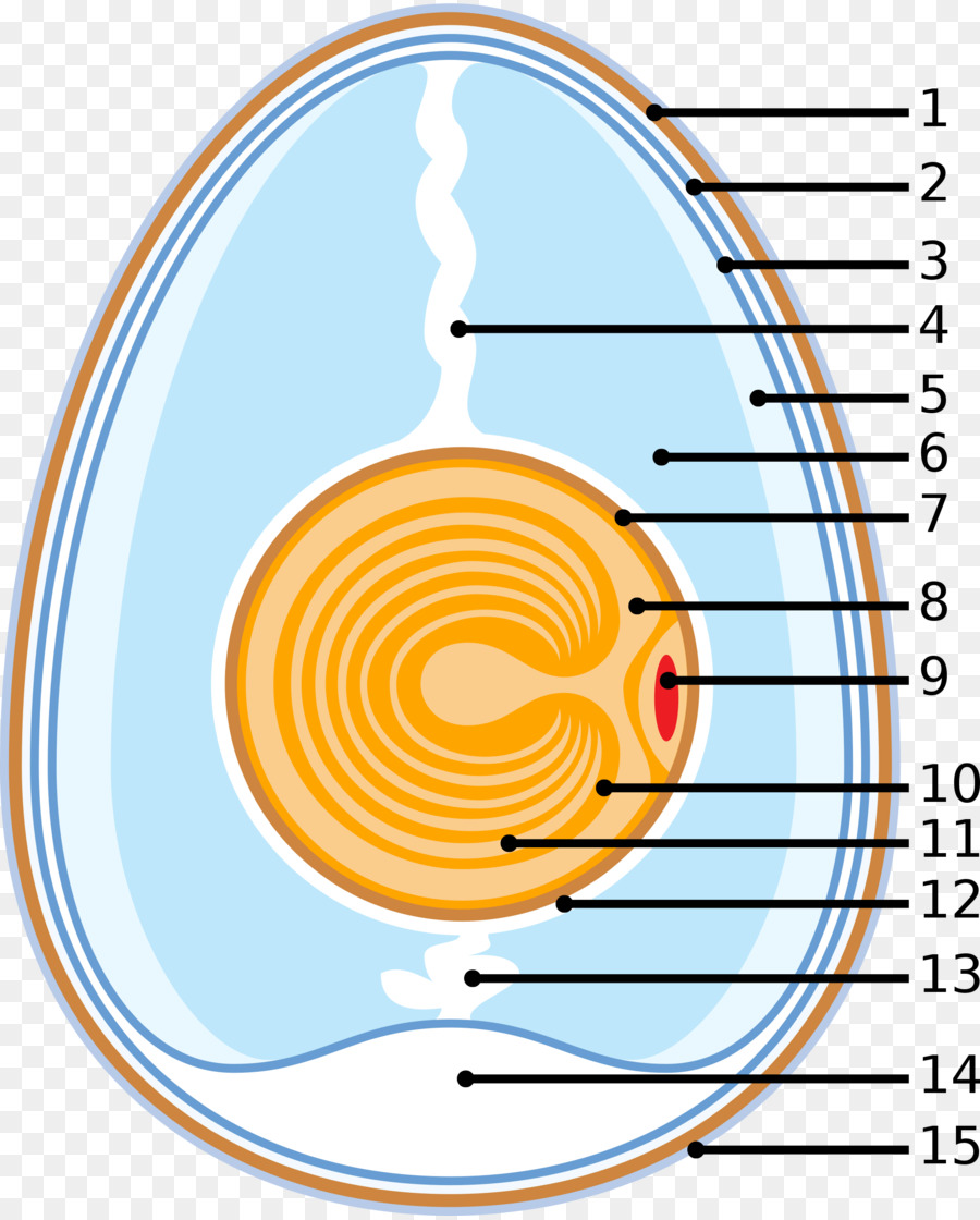 Diagram Telur，Berlabel PNG