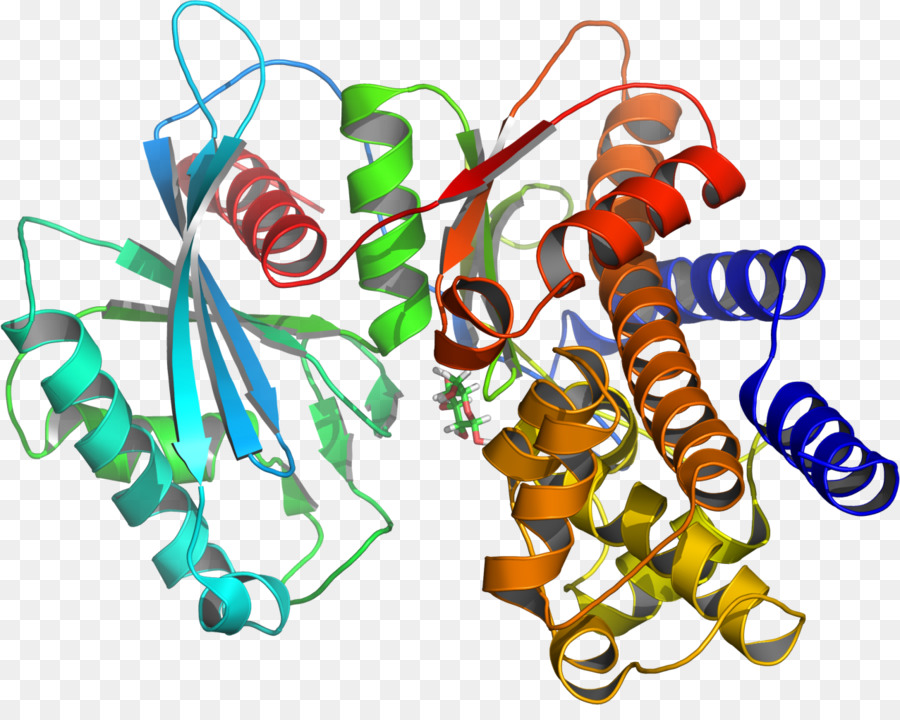 Struktur Protein，Molekul PNG