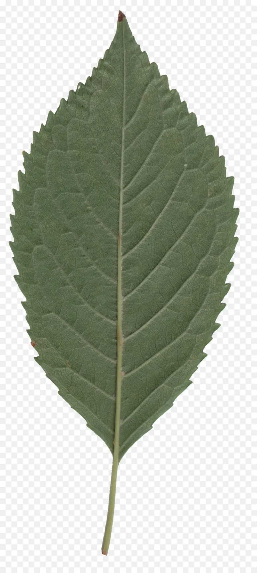 Daun，Cottonwood PNG