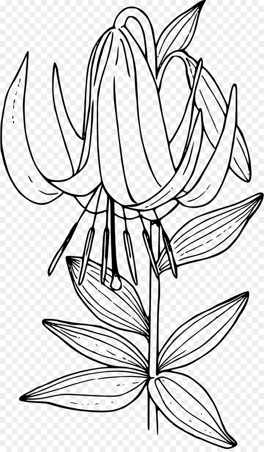 Lilium Washingtonianum，Lilium Philadelphicum PNG