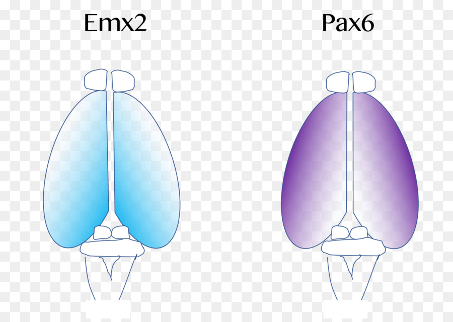 Korteks Serebral，Otak PNG