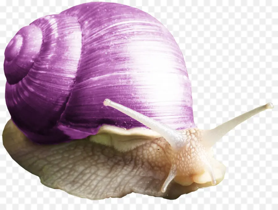 Siput，Orthogastropoda PNG