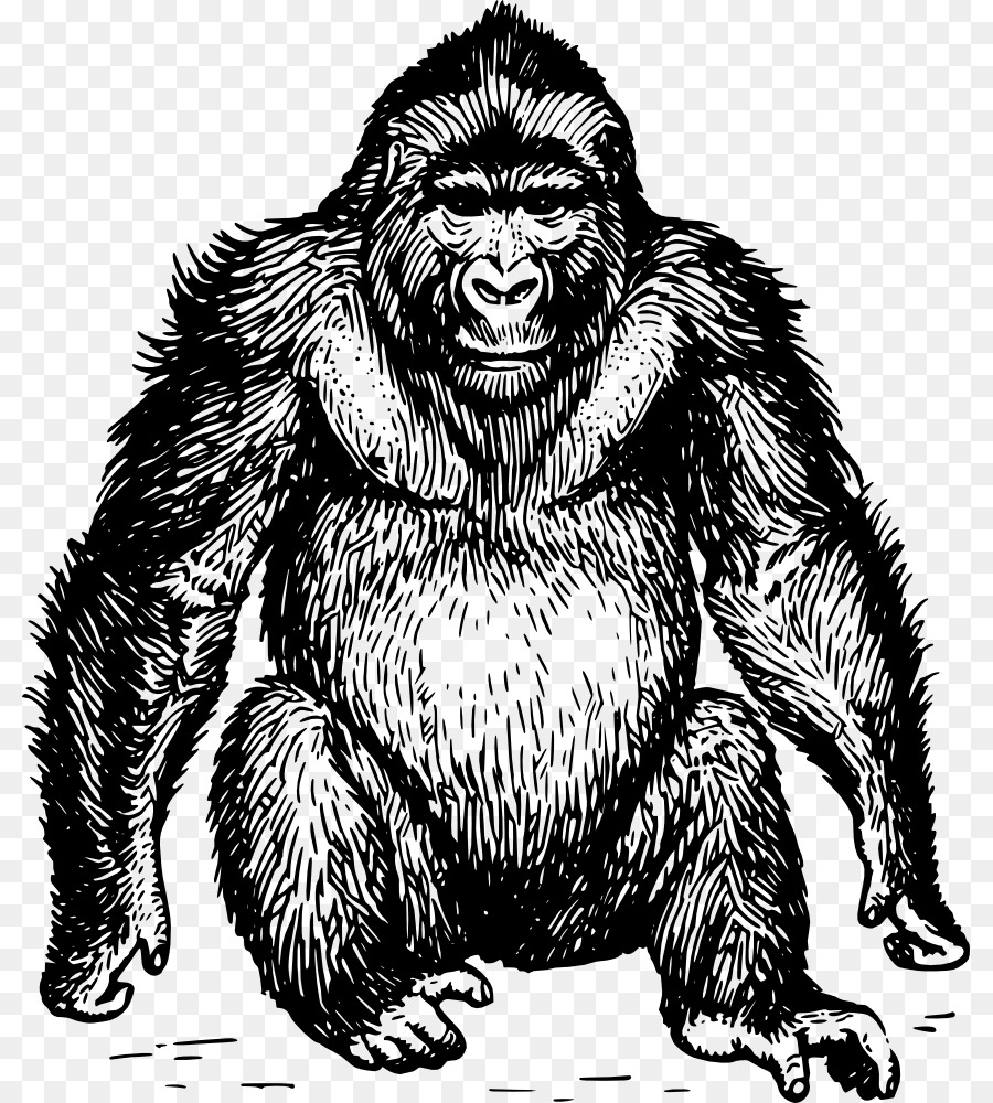 Featured image of post Orangutan Vector Hitam Putih 714 transparent png illustrations and cipart matching orangutan
