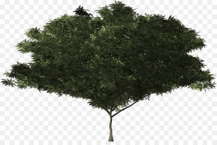 Semak，Pohon PNG