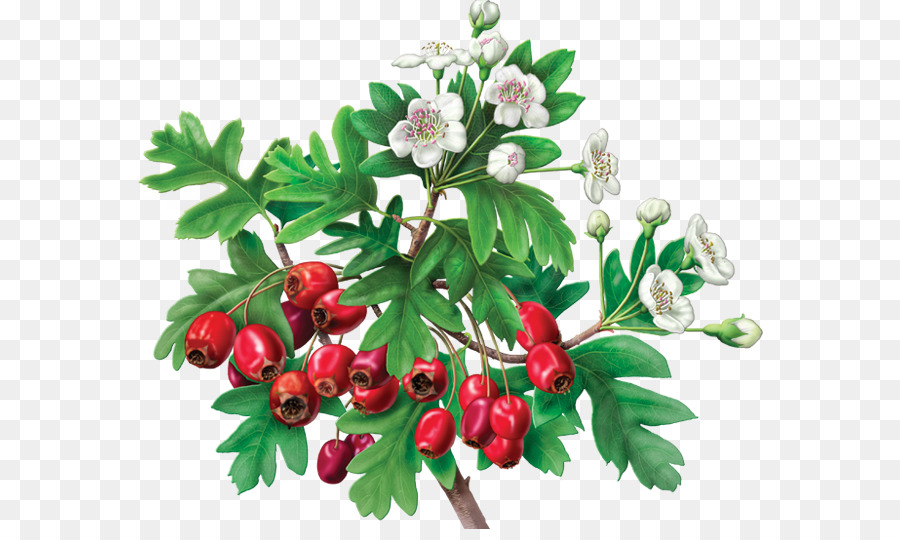 Berry Merah Dan Bunga Putih，Daun Hijau PNG