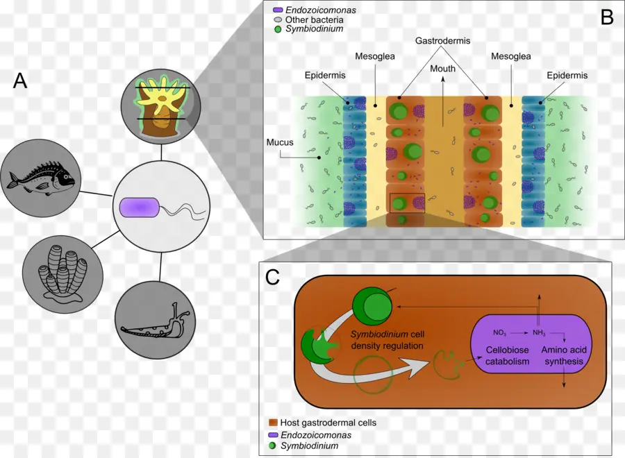 Diagram Simbiosis，Karang PNG