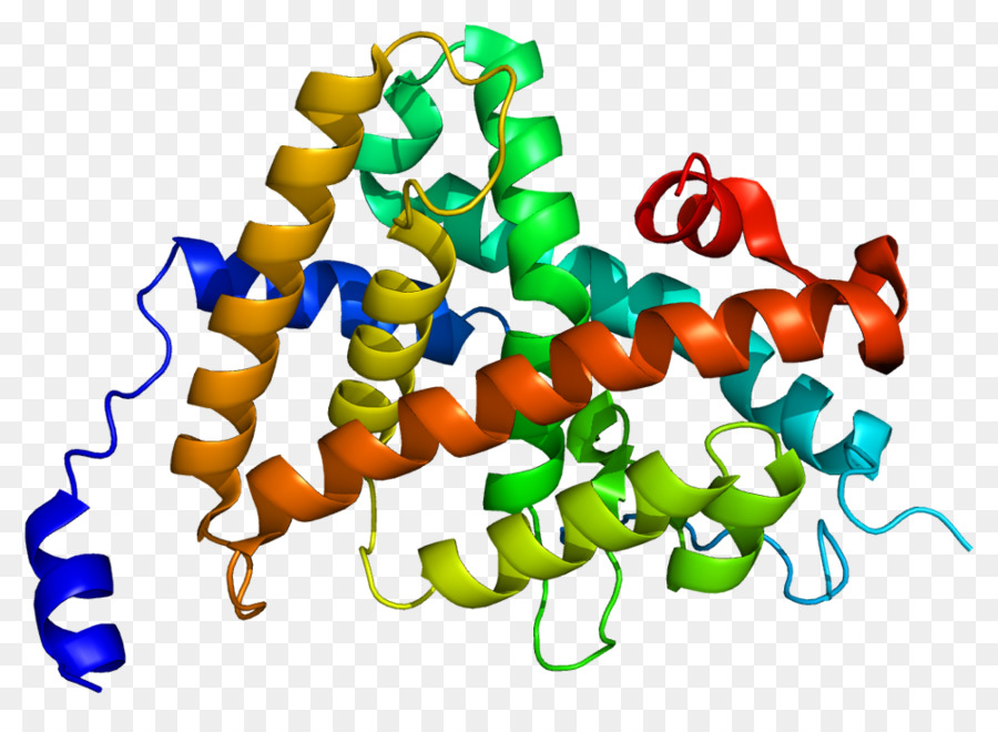 Struktur Protein，Biologi PNG