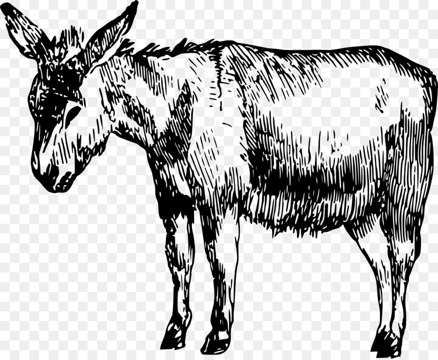 Kambing，Ternak PNG