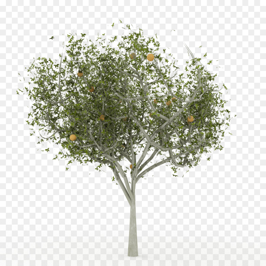 Oak Inggris，Komputer Grafis 3d PNG