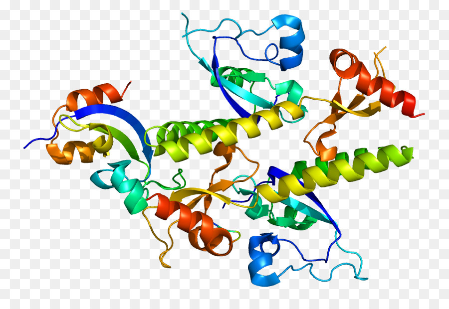 Chromodomain，Protein PNG