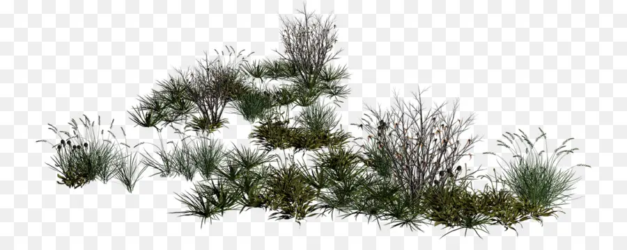 Pinus，Gambar PNG