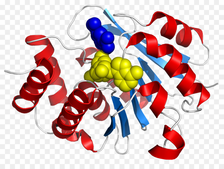 Catecholomethyltransferase，Katekol PNG