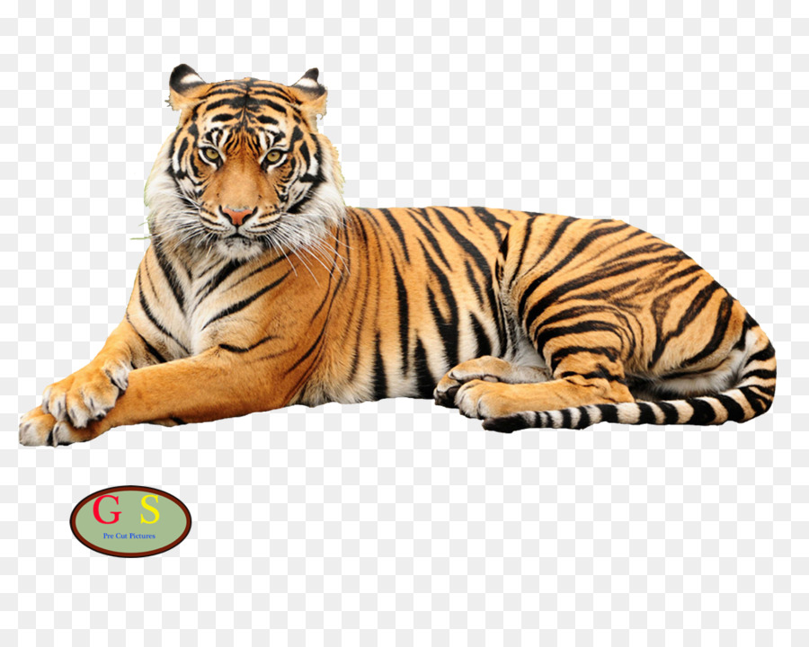 Harimau，Tshirt PNG
