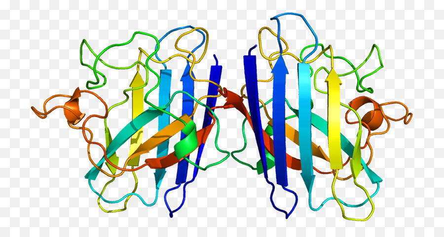 Struktur Protein，Molekul PNG