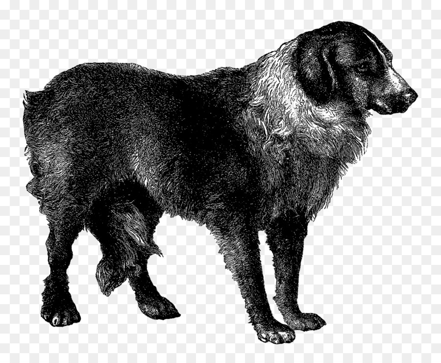 Flatcoated Retriever，Jarang Berkembang Biak Anjing PNG