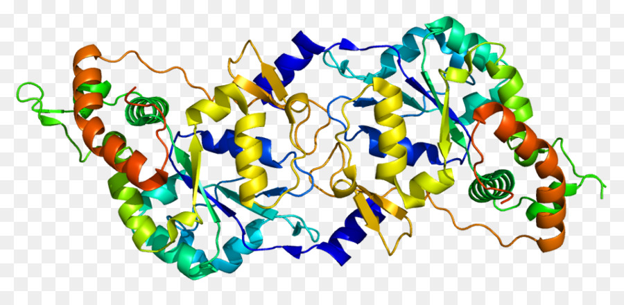 Sulfotransferase，Enzim PNG