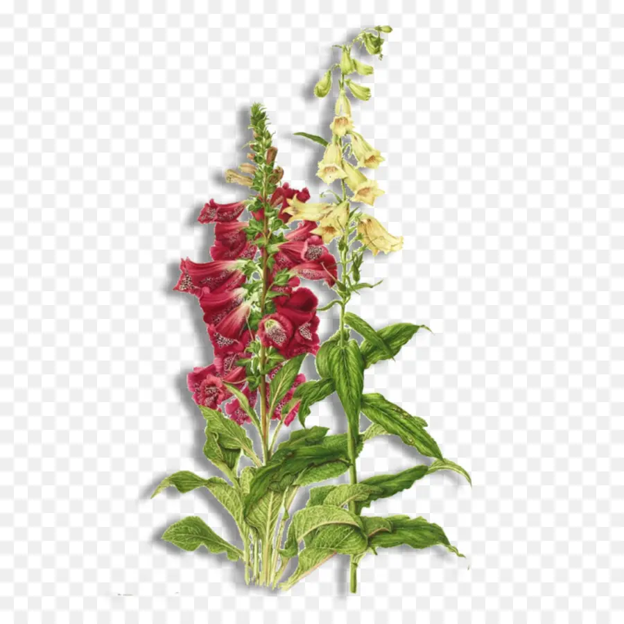 Bunga，Digitalis Purpurea PNG