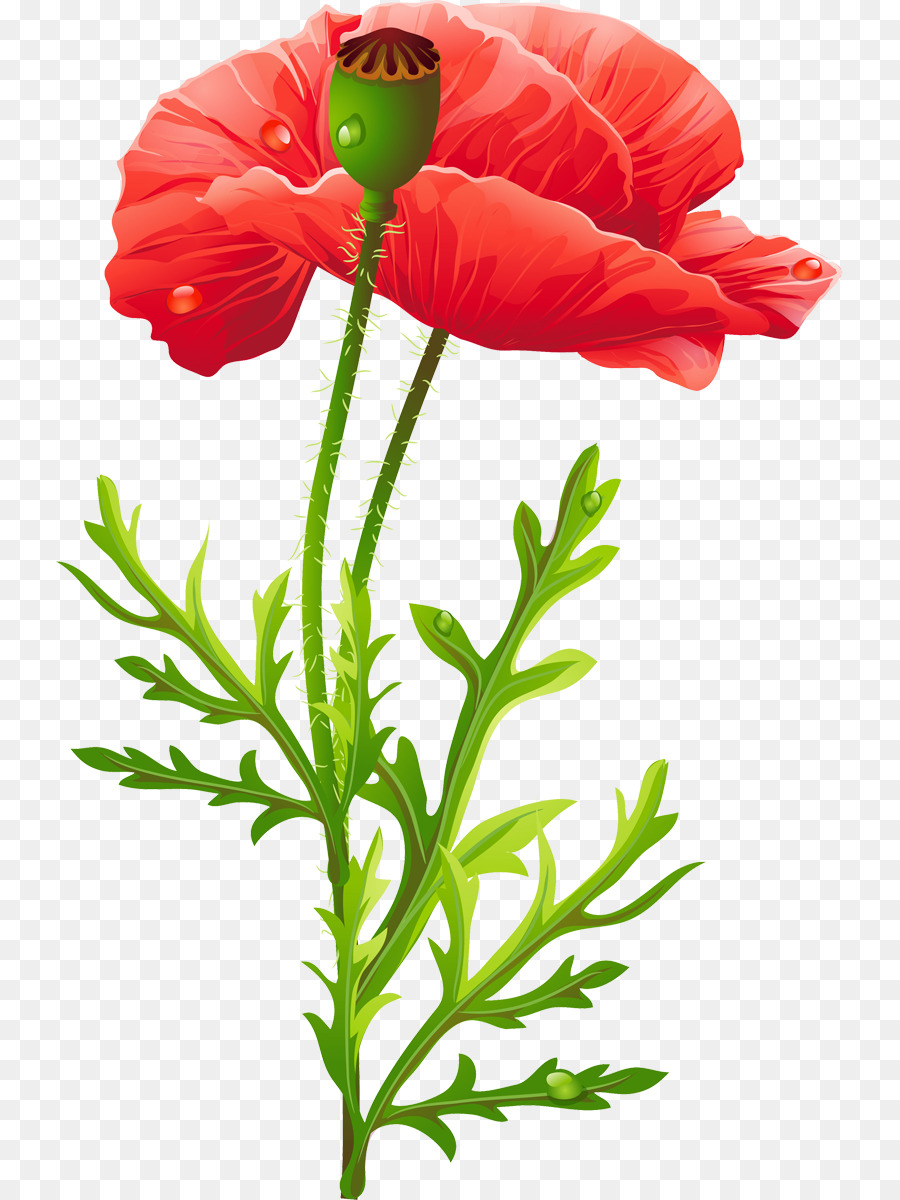 Bunga Poppy，Merah PNG