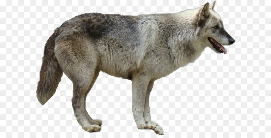 Anjing，Serigala Arktik PNG