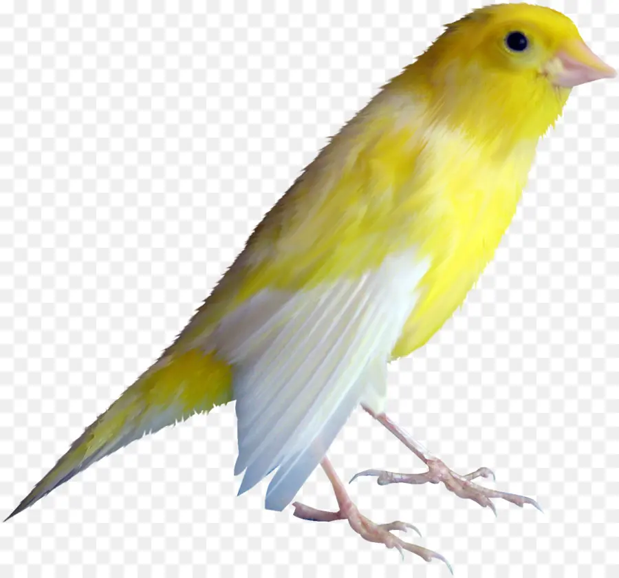 Burung Kuning，Bulu PNG