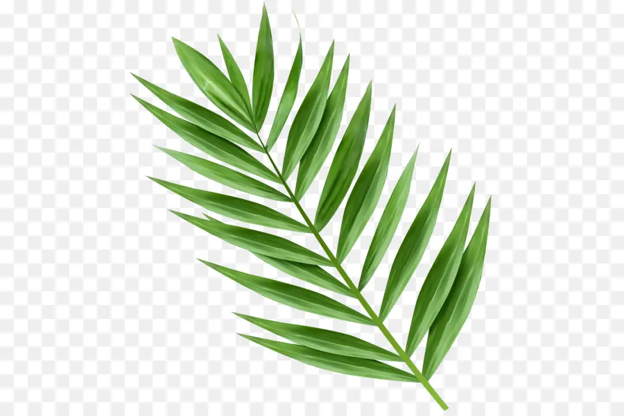 Arecaceae，Daun PNG