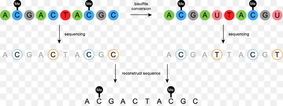 Urutan Dna，Genetika PNG