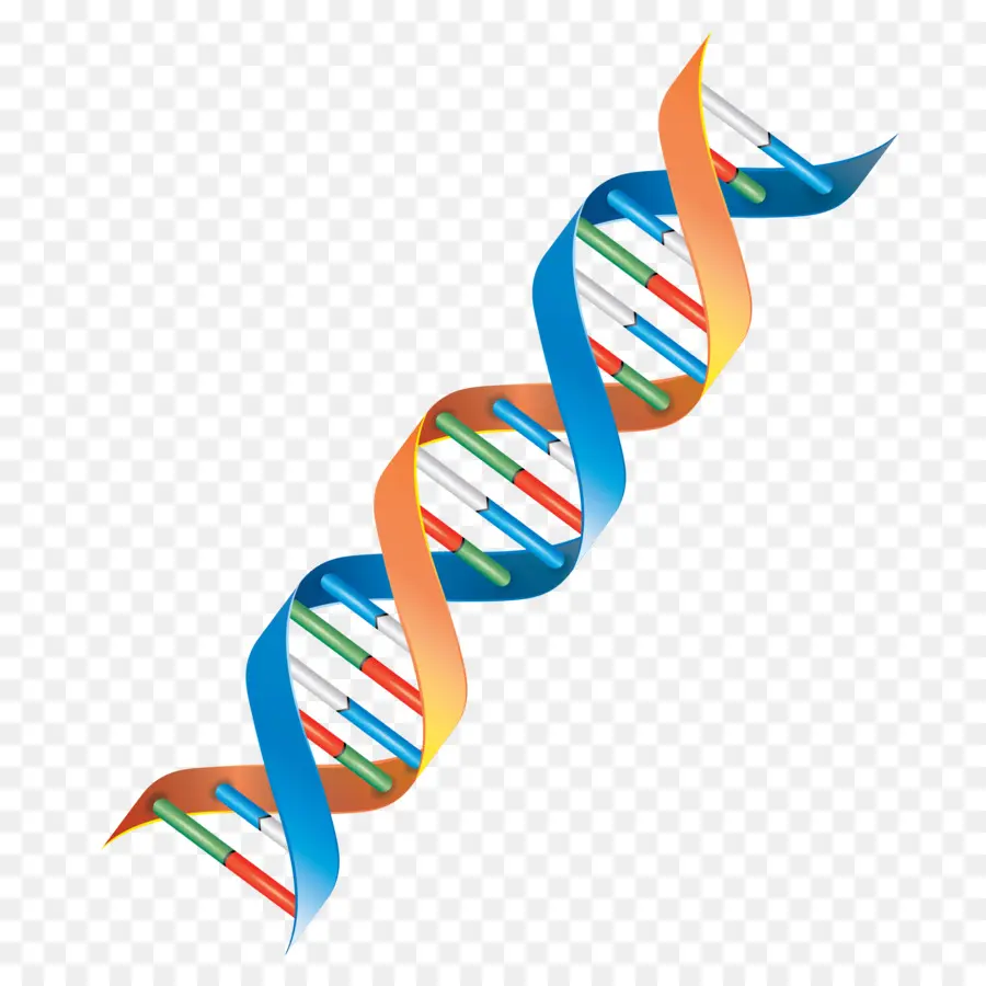 Dna，Spiral PNG