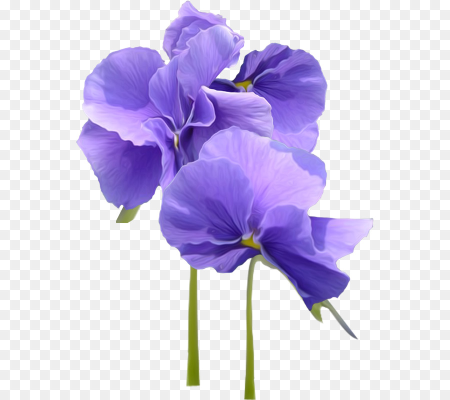 Ungu Bunga Violet Parr Gambar Png