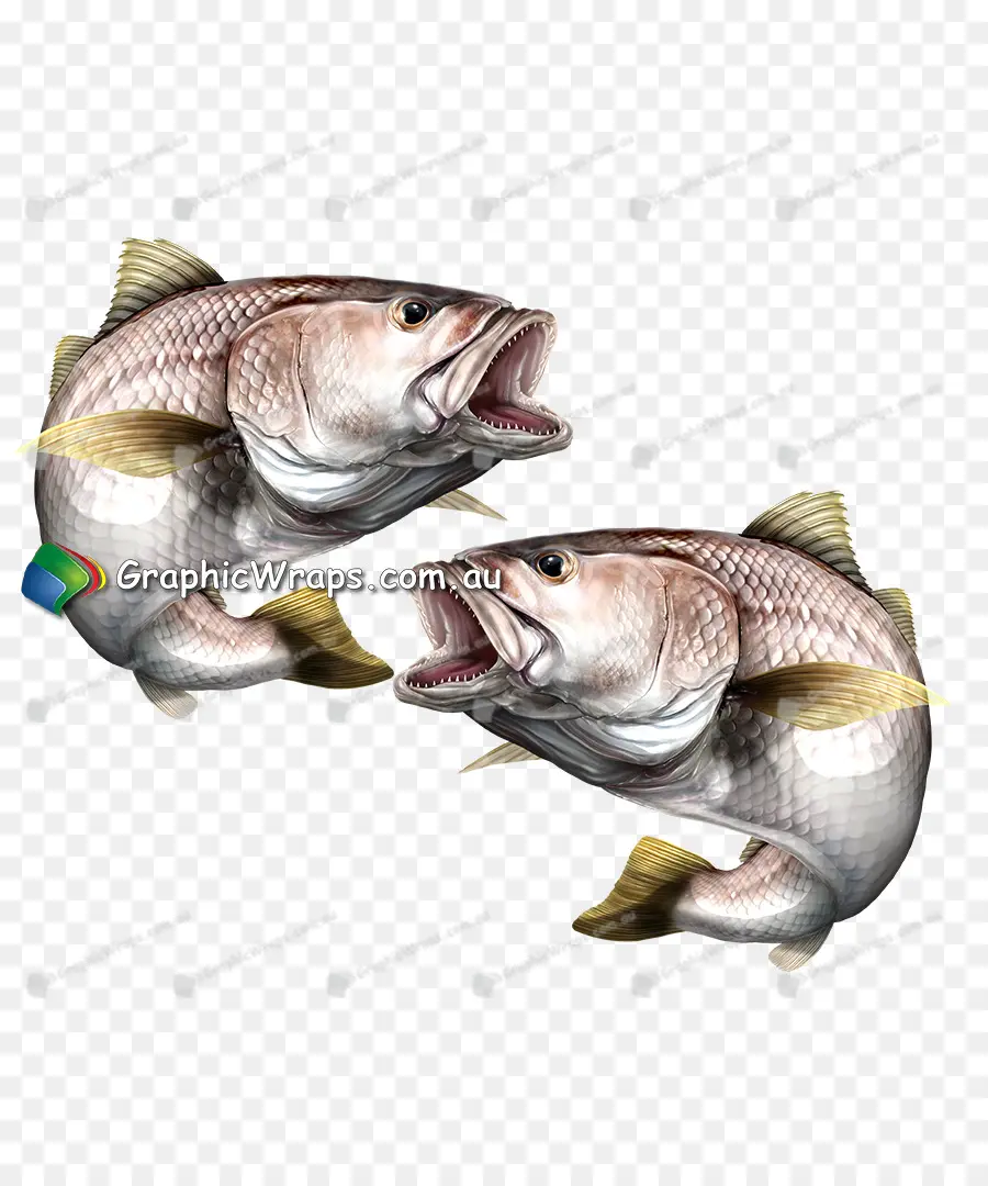 Ikan，Akuatik PNG