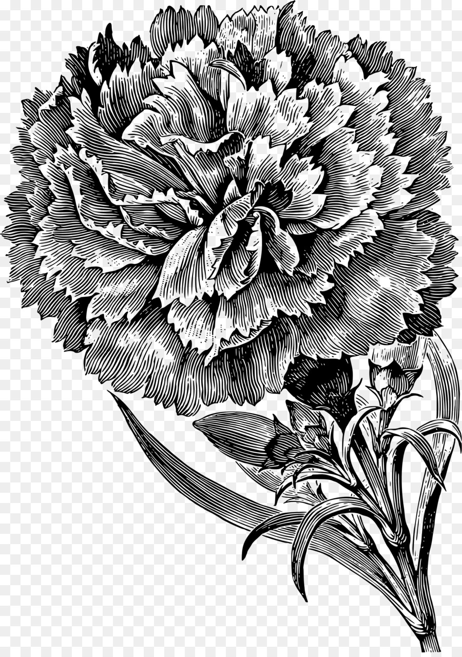 Gambar Ilustrasi Bunga Mawar Hitam Putih Gambar Ilustrasi