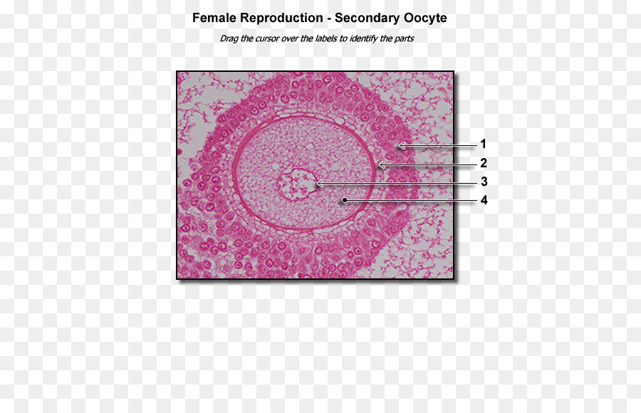 Folikel Ovarium，Fisiologi Anatomi Manusia PNG
