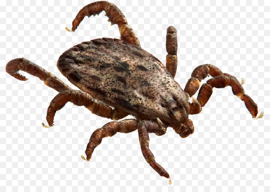 Tick ​​anjing Amerika，Rickettsia Rickettsii PNG