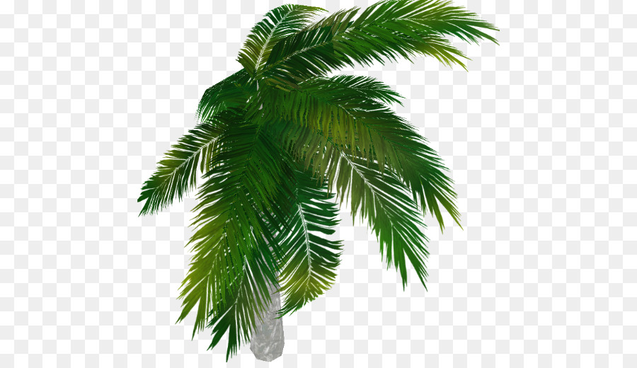 Asia Palmyra Palm Arecaceae Pohon gambar png