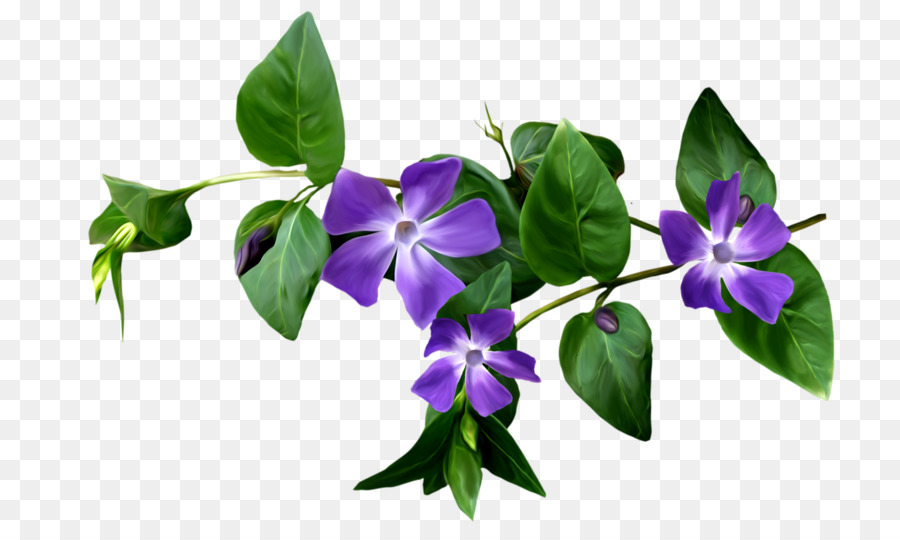 Bunga Violet，Bunga PNG