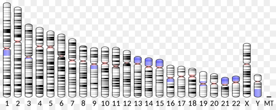 Abo，Kromosom 9 PNG