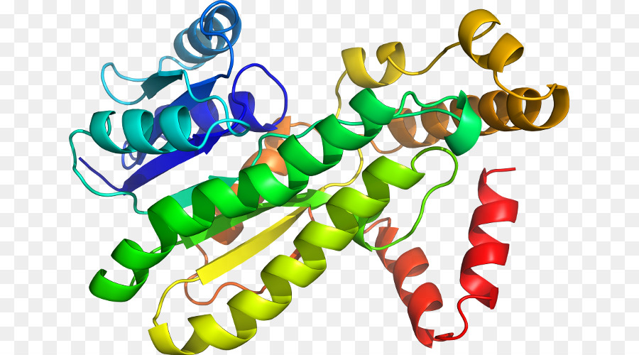 Struktur Protein，Molekul PNG