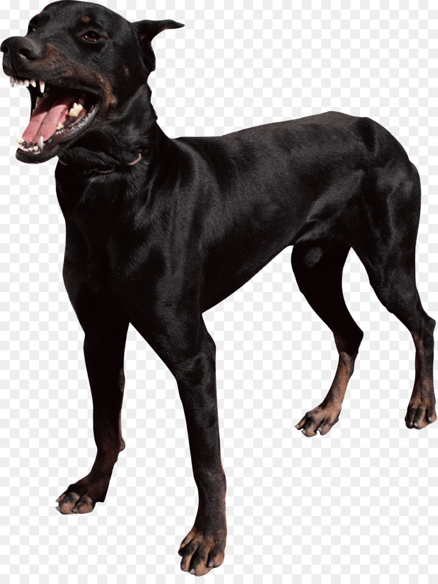 Anjing Hitam，Anjing PNG