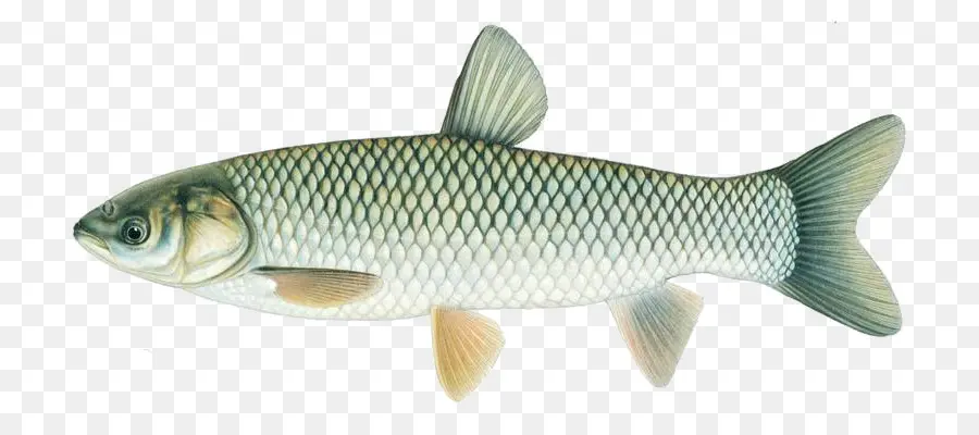 Ikan，Akuatik PNG