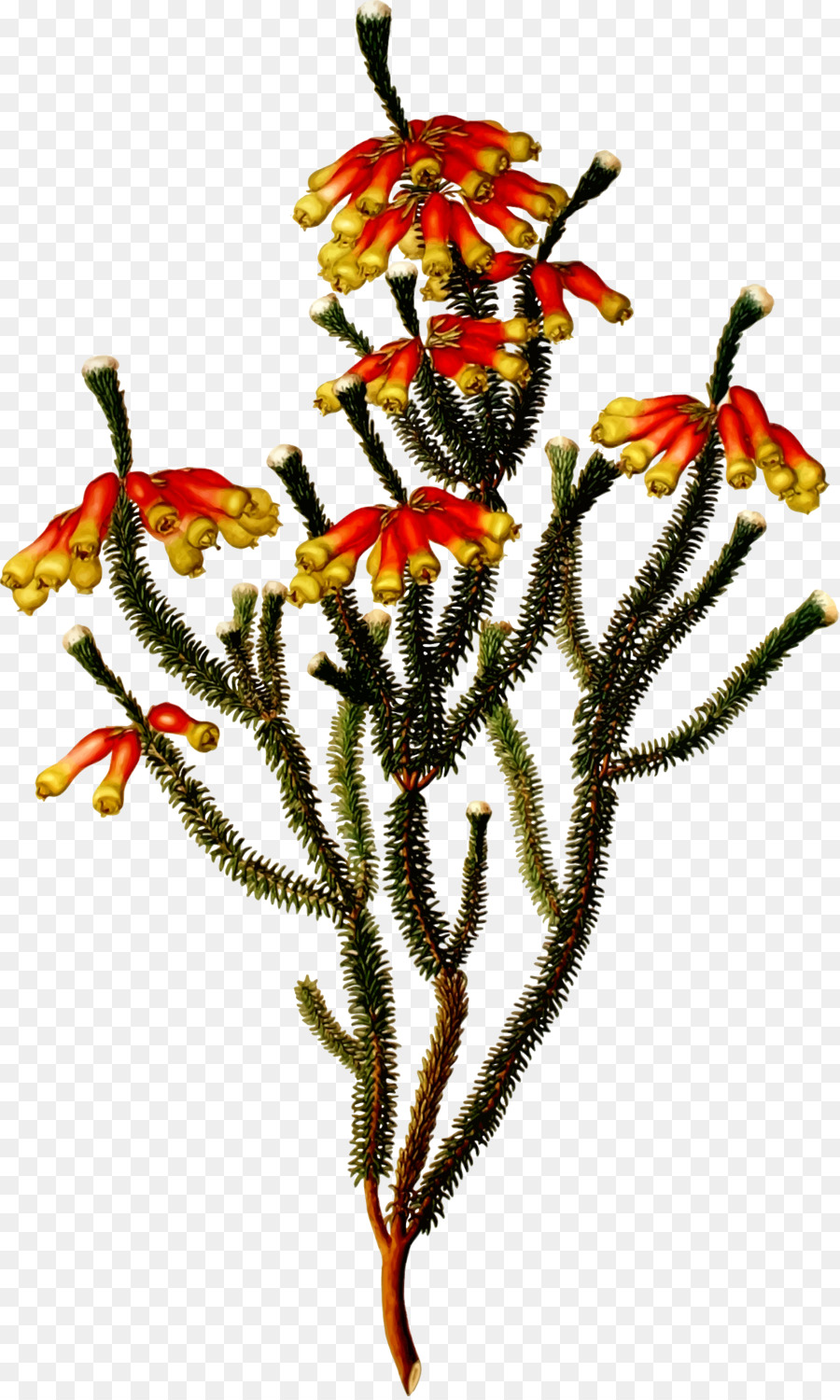 Bunga Merah Dan Kuning，Botani PNG