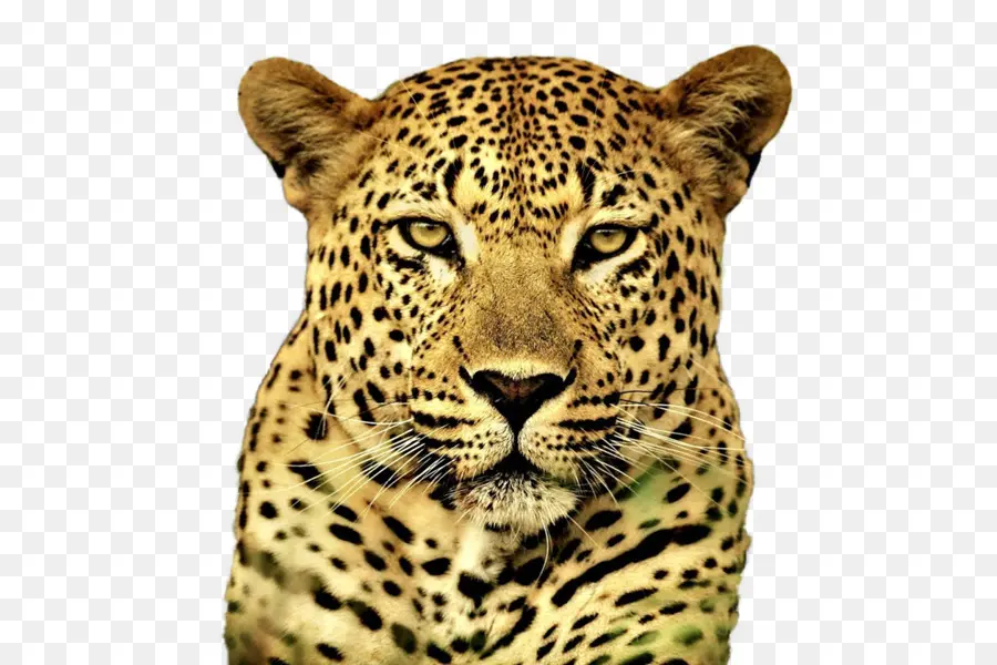 Cheetah，Macan Tutul Salju PNG