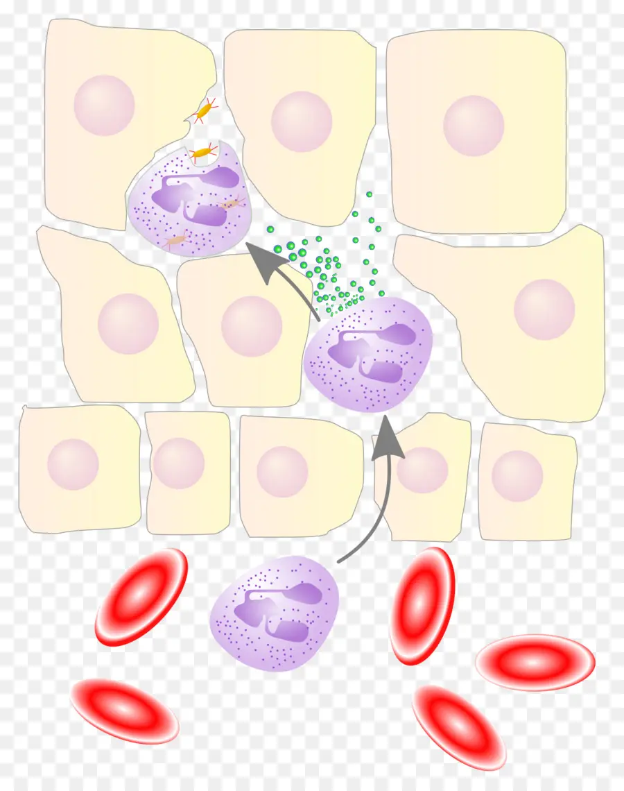 Neutrofil，Chemotaxis PNG