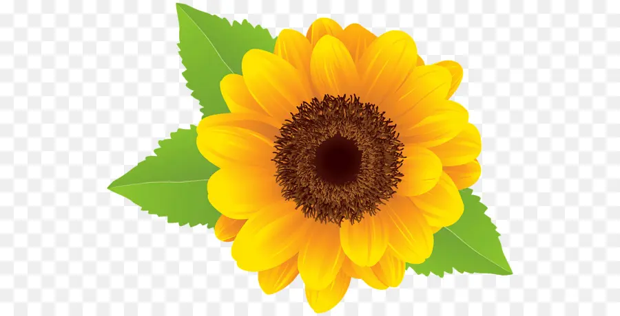 Umum Bunga Matahari，Format File Gambar PNG