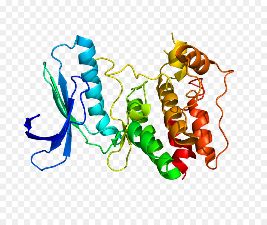 Protein，Protein Kinase PNG