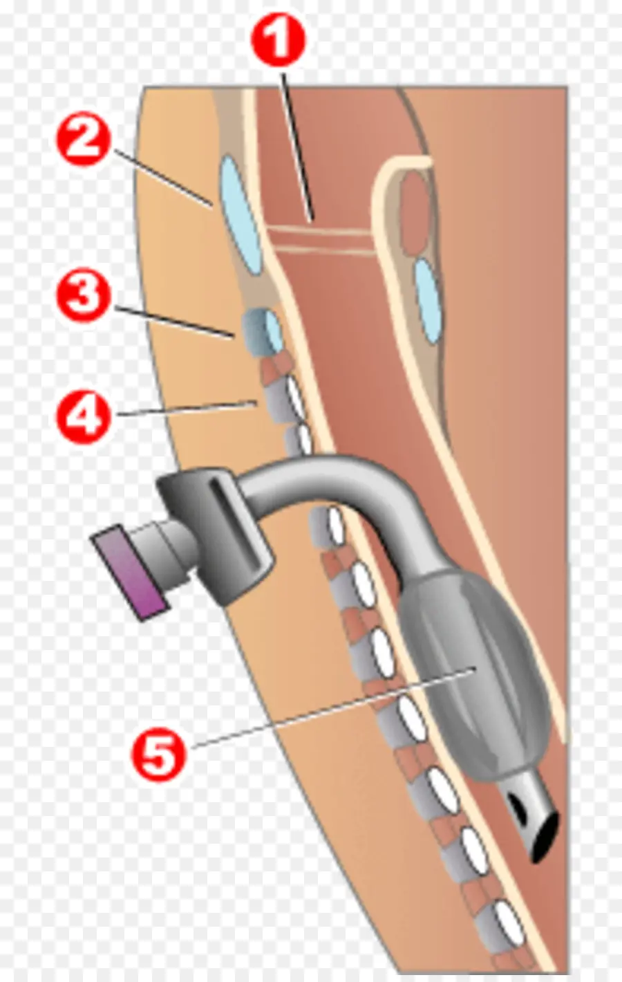 Ilustrasi Medis，Anatomi PNG