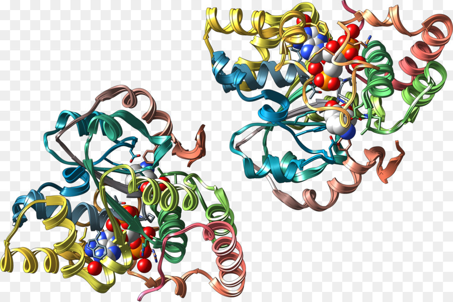 Sulfotransferase，Transferase PNG