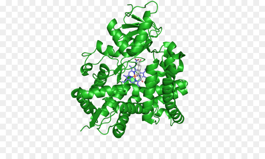 Aromatase，Aromatase Inhibitor PNG