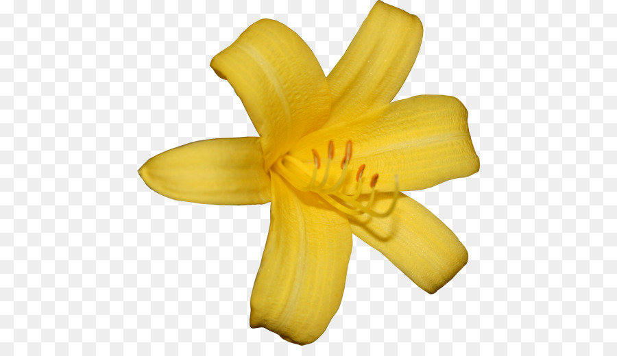 Lily，Bunga PNG