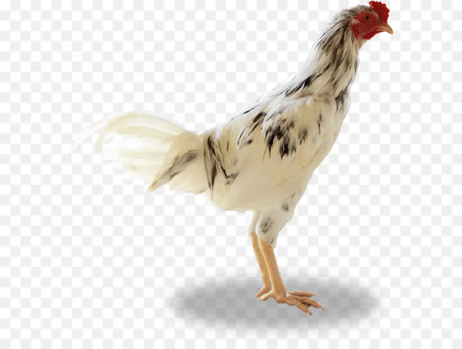 Rooster，Ayam Kampung PNG