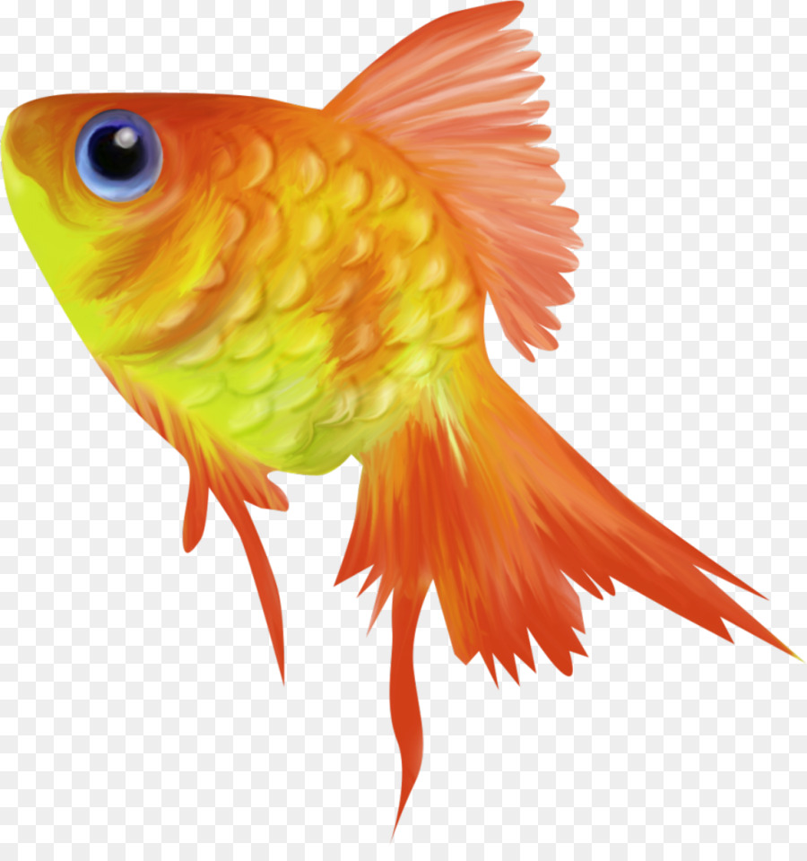 Ikan Mas Animasi Ikan Gambar Png